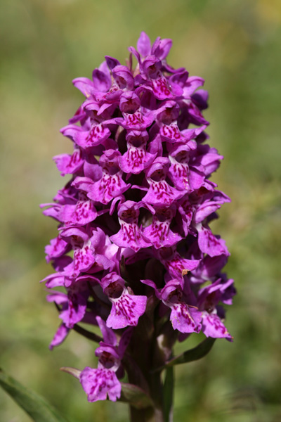 mna-ainsdale-sm-orchid2.jpg
