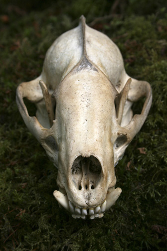 mna-haybridge-badger-skull.jpg