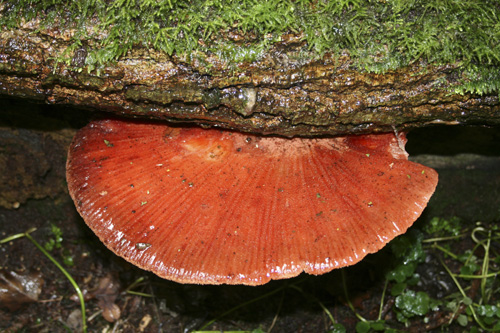 mna-dibbinsdale-beefsteak-fungi4.jpg
