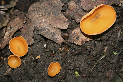 mna-dibbinsdale-orange-peel-fungi1.jpg
