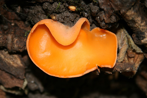 mna-dibbinsdale-orange-peel-fungi2.jpg