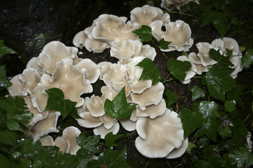mna-dibbinsdale-oyster-mushroom1.jpg