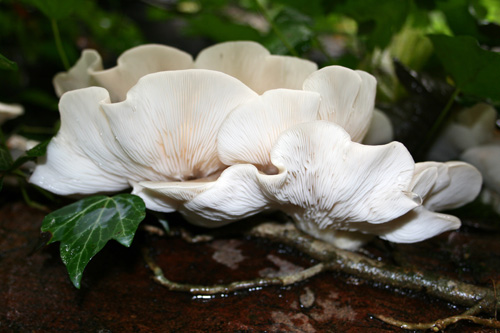 mna-dibbinsdale-oyster-mushroom2.jpg