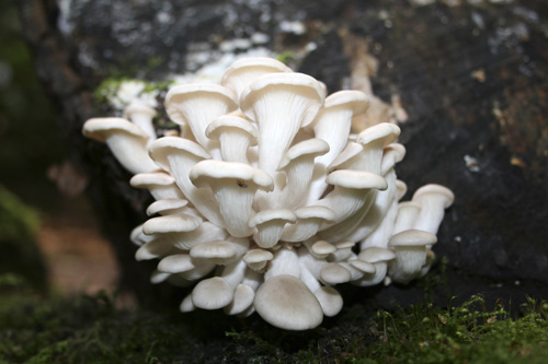mna-eastham-oyster-mushroom1.jpg