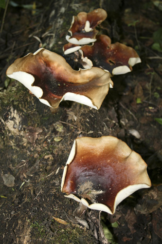 mna-polyporus-fungi1.jpg
