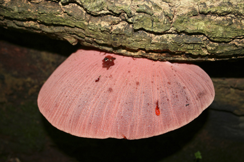 mna-dibbinsdale-beefsteak-fungi1.jpg