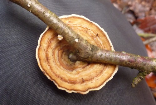 limpet-fungus-bottom.JPG