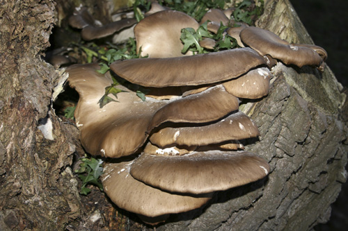mna-martin-mere-oyster-fungi1.jpg