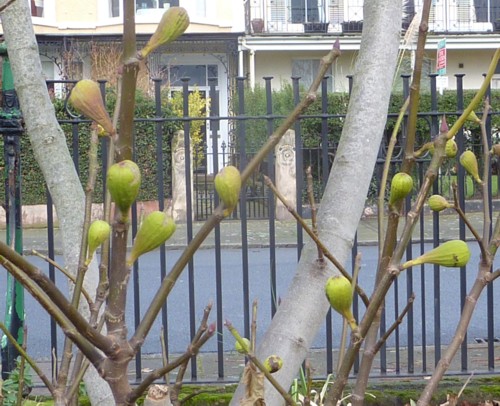 Young figs