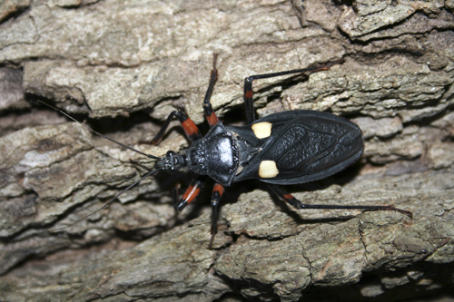 small-ethiopia-beetle1.jpg
