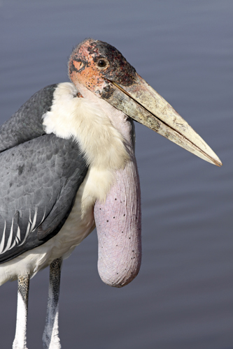 small-ethiopia-marabou-stork1.jpg