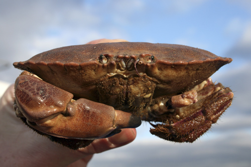 mna-marisa-edible-crab3.jpg