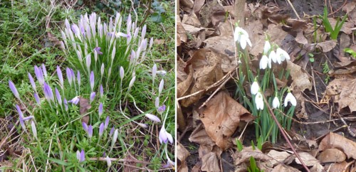 crocus-and-snowdrops-wirral-way.jpg