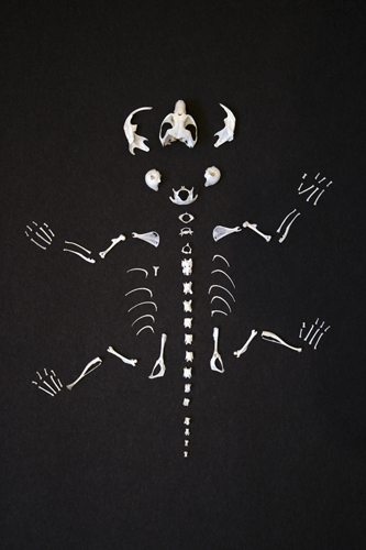 mna-owl-pellet-skeleton1.jpg