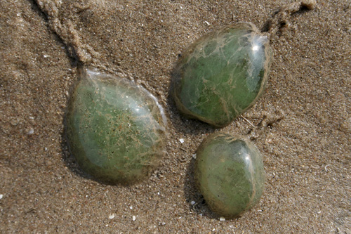 mna-green-paddle-worm-eggs1.jpg