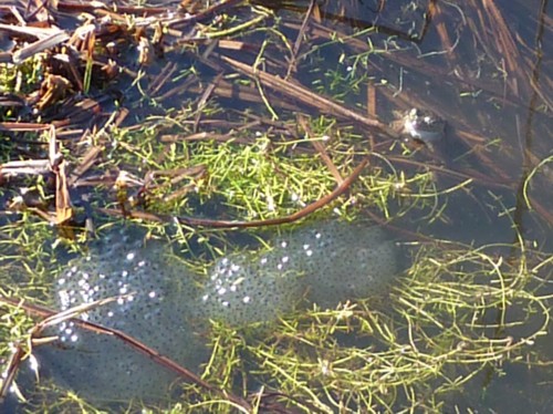 waterloo-frog-and-spawn.jpg