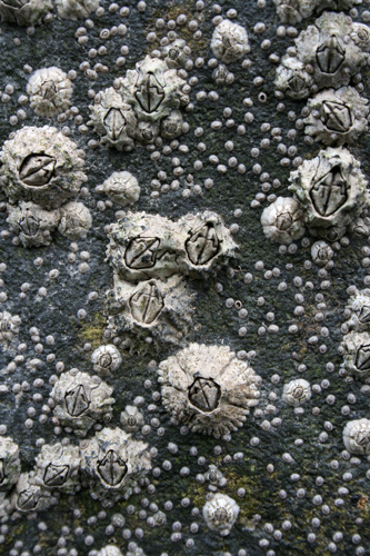 mna-spinnies-barnacles.jpg