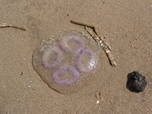 freshfield-common-jellyfish.jpg