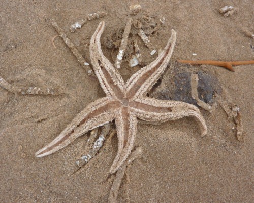 freshfield-starfish.jpg