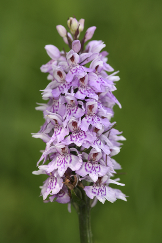 mna-minera-cs-orchid2.jpg