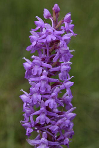 mna-smardale-fragrant-orchid1.jpg