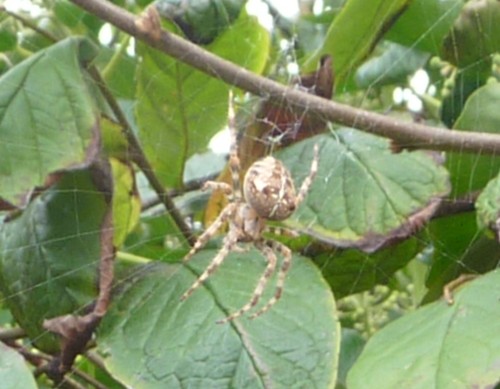 crosby-spider.jpg