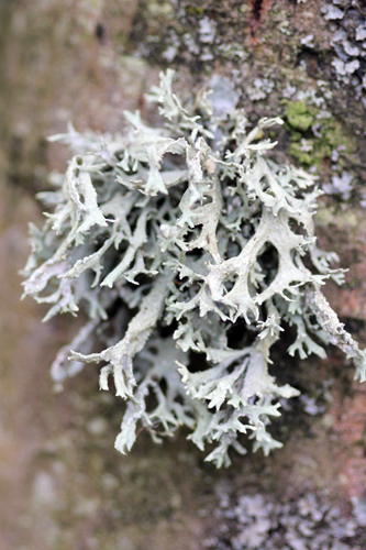 mna-leighton-moss-lichen.jpg