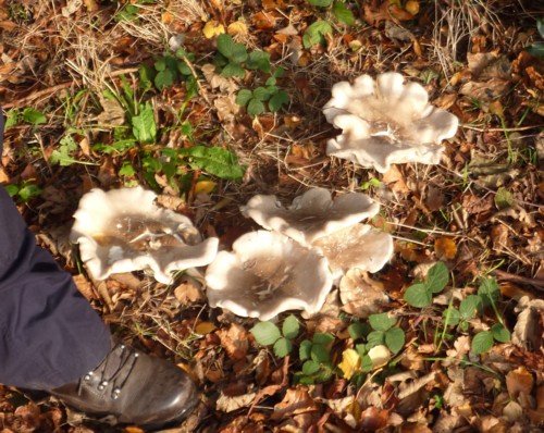 birkenhead-fungi-group.jpg