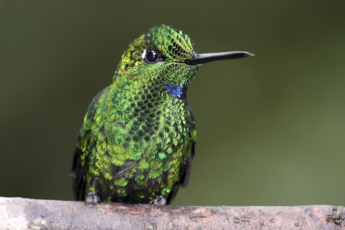 mna-costa-rica-hummingbird3.jpg