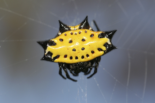 mna-costa-rica-spiky-spider1.jpg