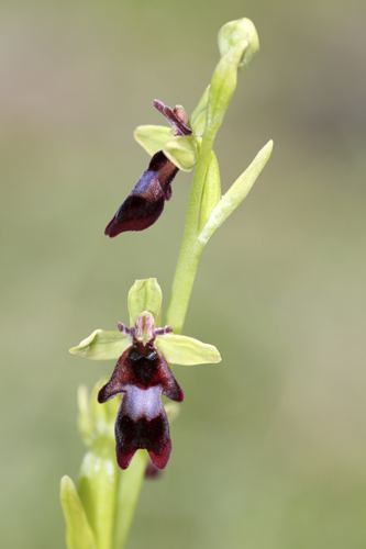 mna-fly-orchid1.jpg