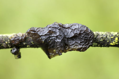 mna-potteric-black-witches-butter1.jpg