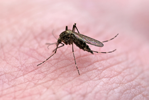 mna-potteric-mosquito1.jpg