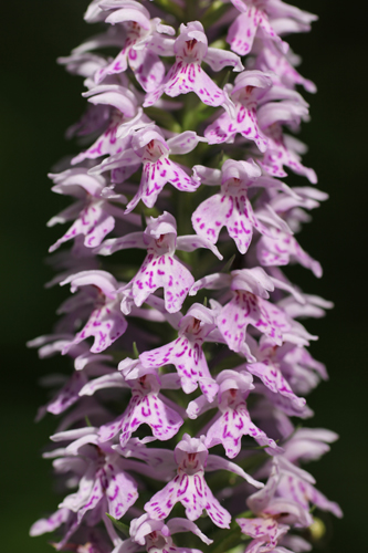 mna-wigan-cs-orchid1.jpg