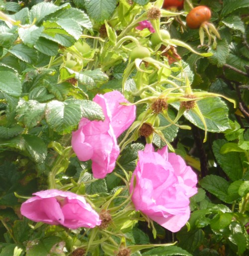 23-little-crosby-wild-roses.jpg