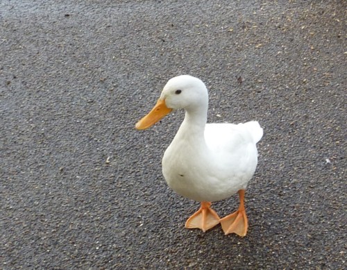 25-ormskirk-white-duck.jpg