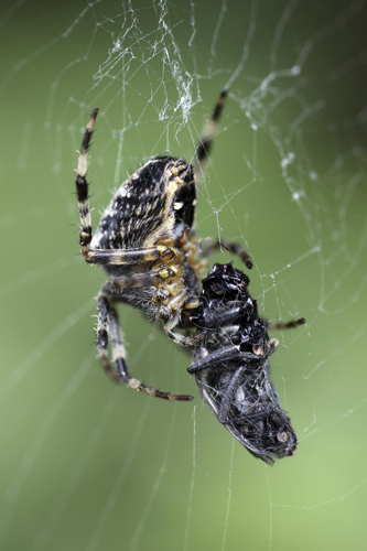 mna-dibbinsdale-garden-spider-prey1.jpg