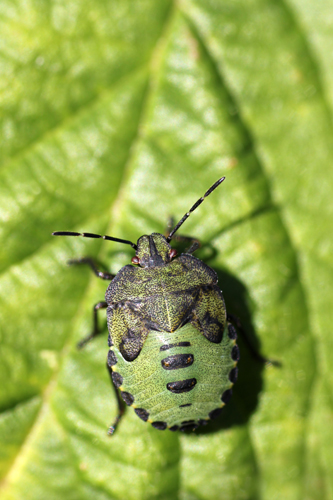 mna-pennington-flash-green-shieldbug-nymph1.jpg