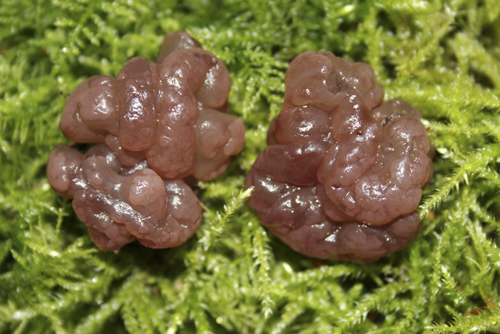 mna-mere-sands-jelly-fungus2.jpg
