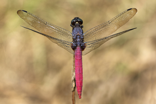 mna-sri-lanka-dragonfly4.jpg