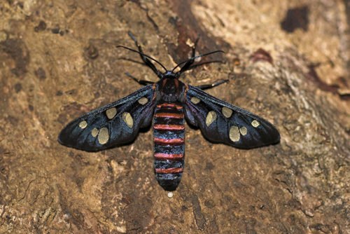 mna-sri-lanka-moth1.jpg