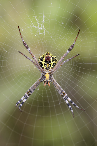 mna-sri-lanka-spider1.jpg