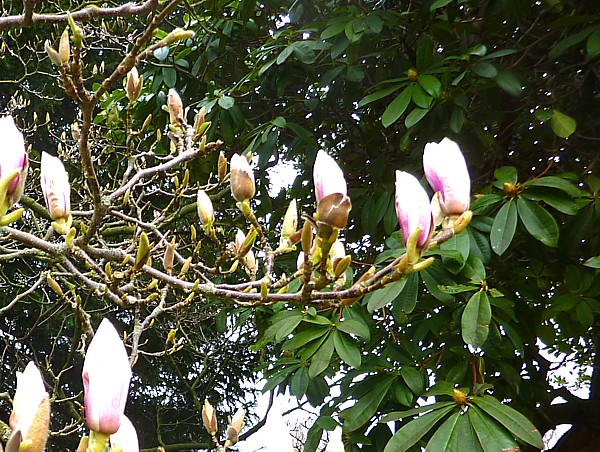 16 Croxteth magnolia