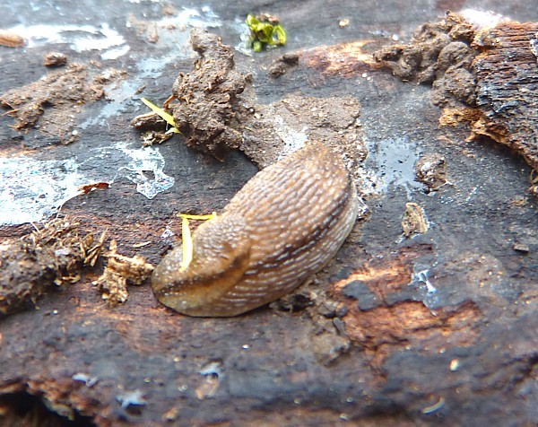 16 Croxteth slug