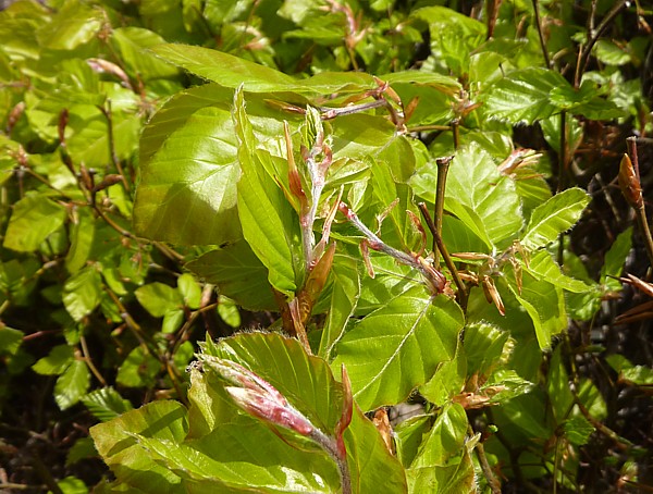 18 Birkenhead beech leaves