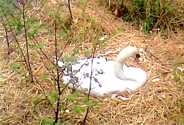 20130511 Swan on nest