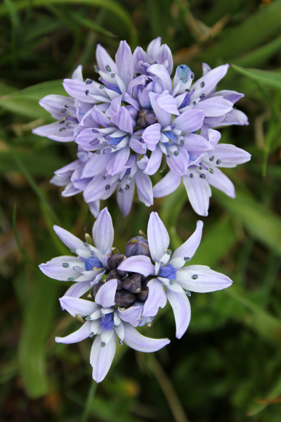 MNA Spring Squill