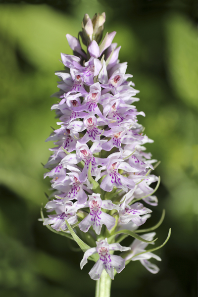 MNA Lathkill Dale Common Spotted Orchid1