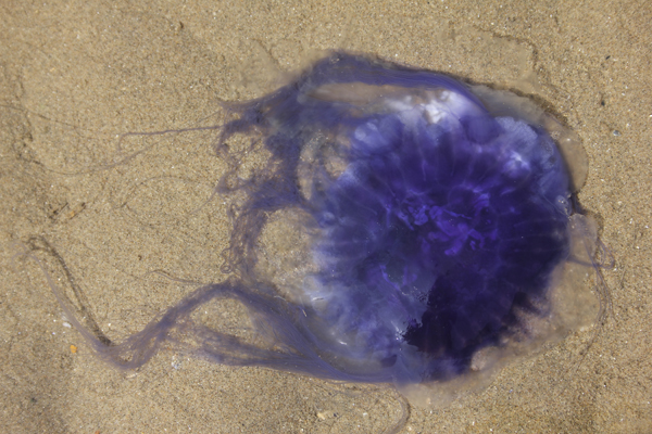 MNA Llanddwyn Blue Jellyfish1