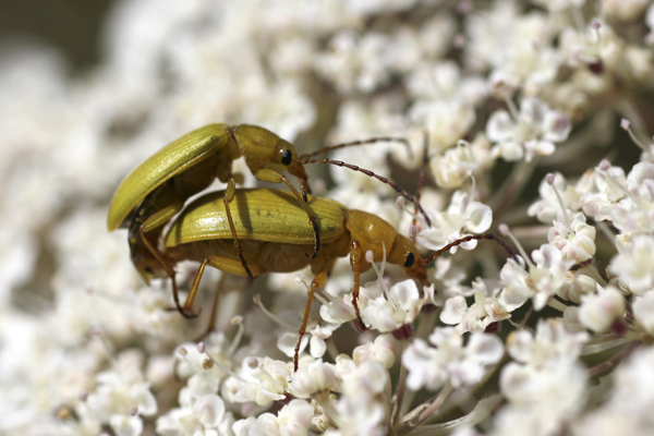 MNA Llanddwyn Sulphur Beetle1
